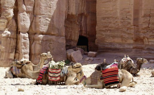 Camels resting, Petra