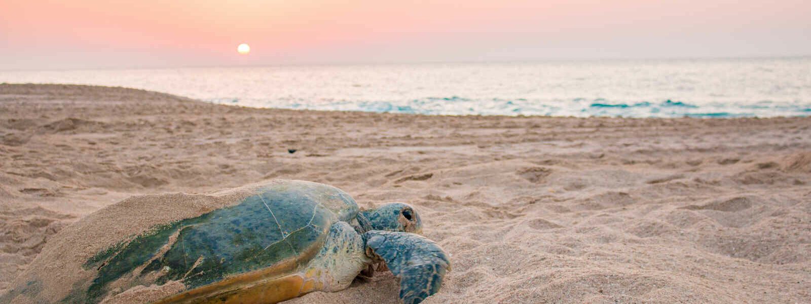 Lever du soleil sur la plage de la réserve de tortues Raz al Jinz à Sur, Sultanat d'Oman
