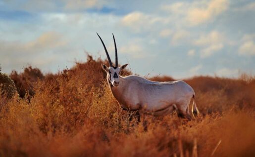 Oryx d'Arabie, réserve de Shaumari, Jordanie