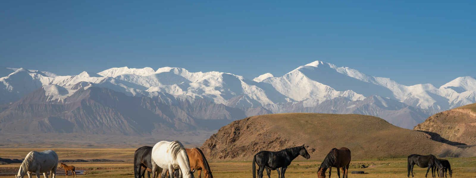 Chevaux et montagnes, Kirghizistan