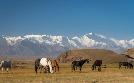 Chevaux et montagnes, Kirghizistan