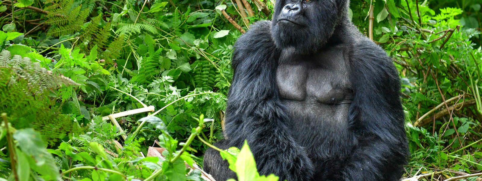 Gorille à dos argenté dans la forêt pluviale, Rwanda, Afrique