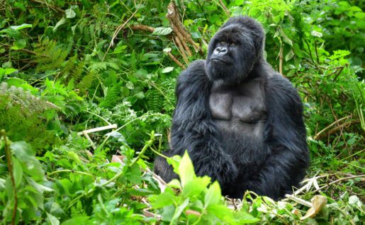 Gorille à dos argenté dans la forêt pluviale, Rwanda, Afrique