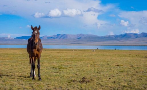 Cheval, Kirghizistan