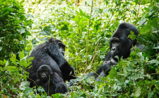 Gorilles Silverback, Rwanda