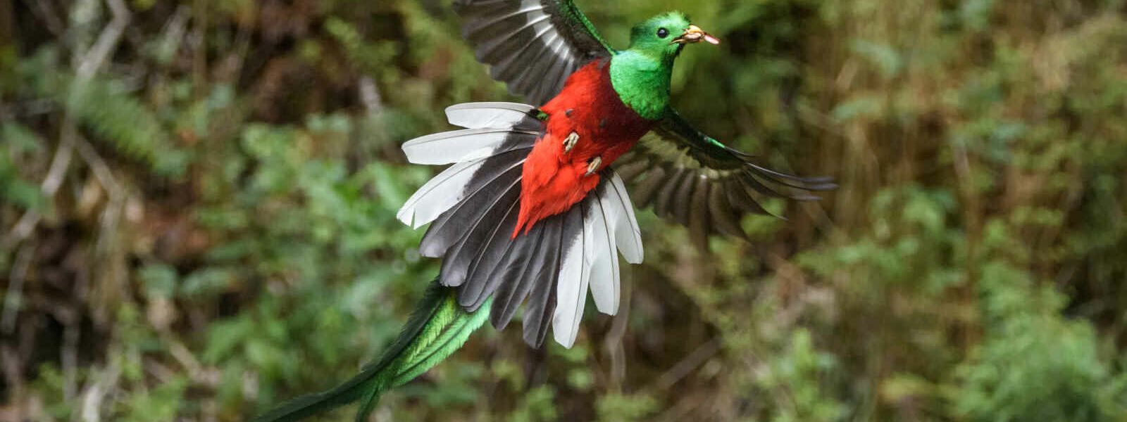 Quetzal, Guatemala