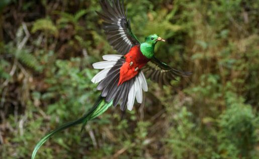 Quetzal, Guatemala