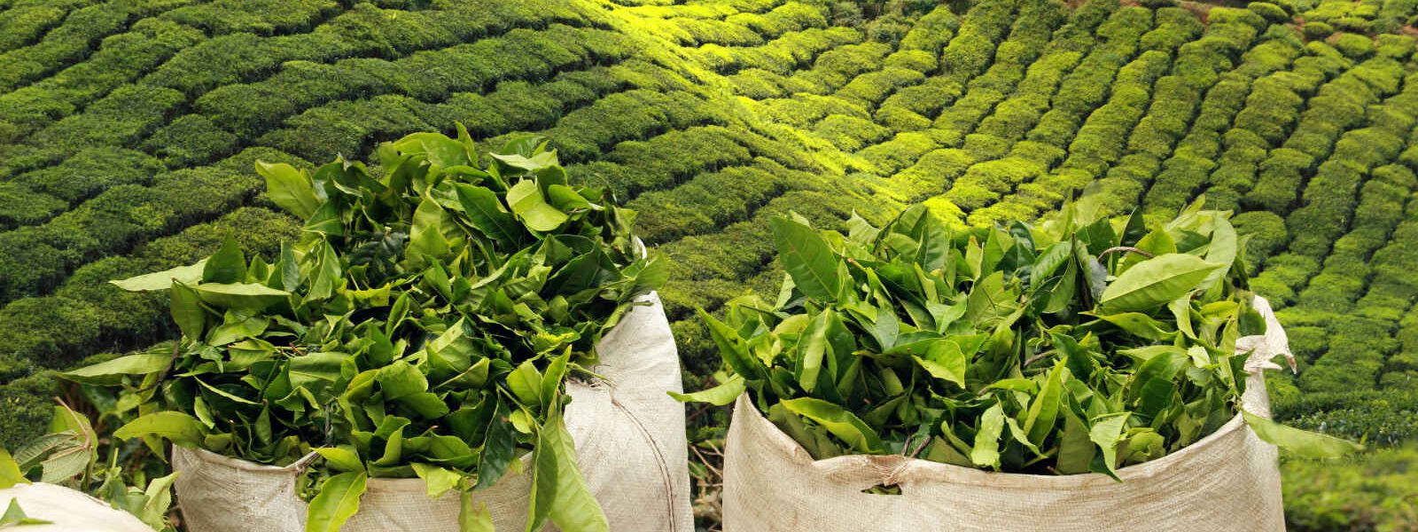 Récolte de thé dans les plantations, Sri Lanka