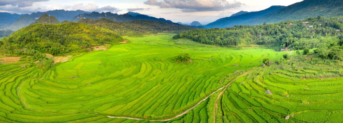 Rizières, Vietnam