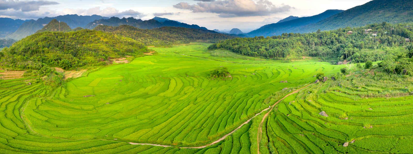 Rizières, Vietnam