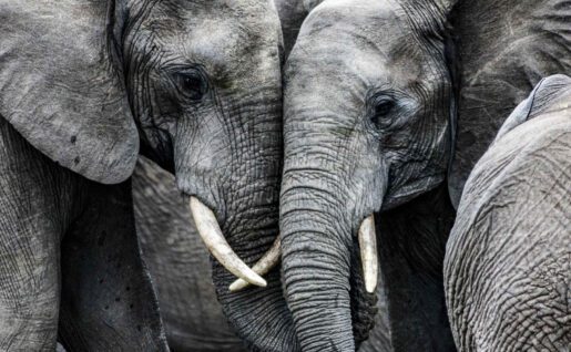 Eléphants