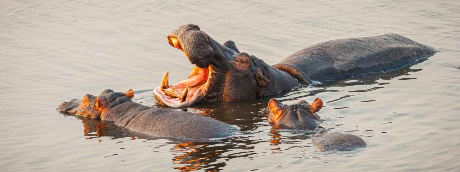Hippopotames dans le Delta de l'Okavango, Botswana