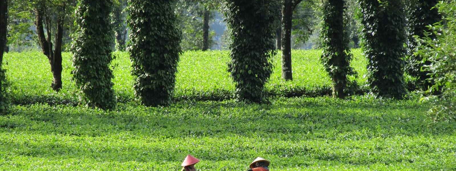 Plantations de thé, Hauts plateaux, Vietnam