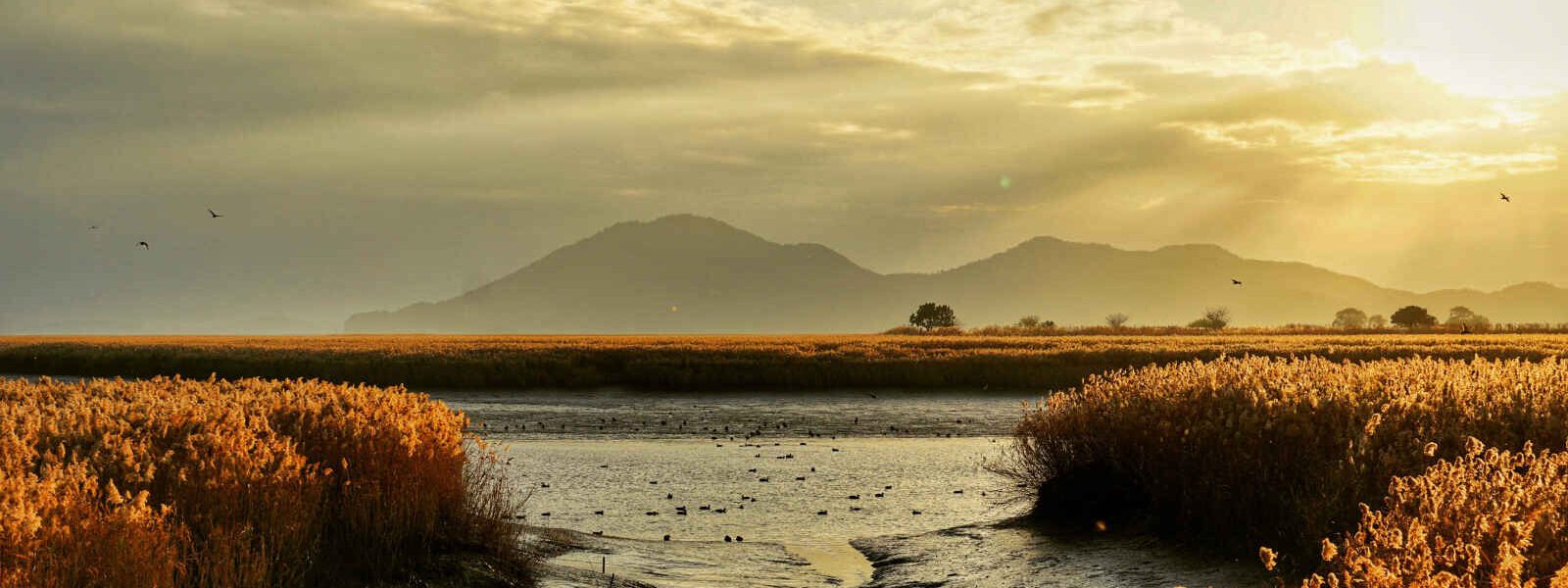 Baie de Suncheon, Corée du sud