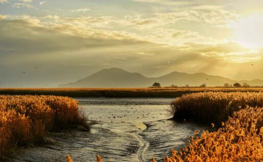 Baie de Suncheon, Corée du sud