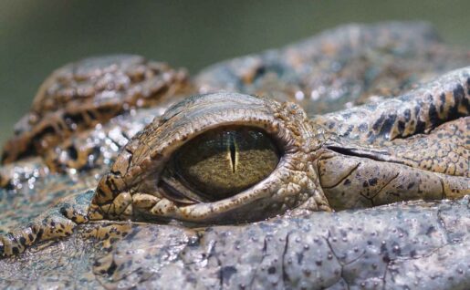 Œil d'un crocodile, Botswana