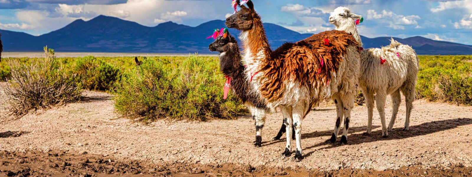 Lama glama, Andes, Équateur