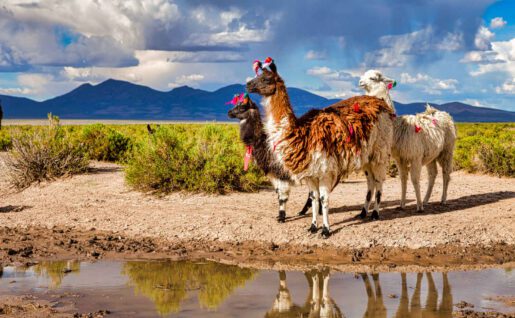 Lama glama, Andes, Équateur