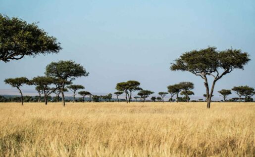 Parc National de Tarangire, Tanzanie
