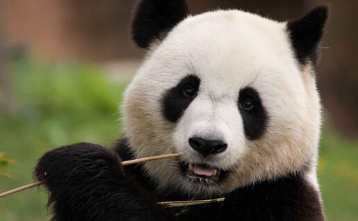 Panda, Chengdu, Chine