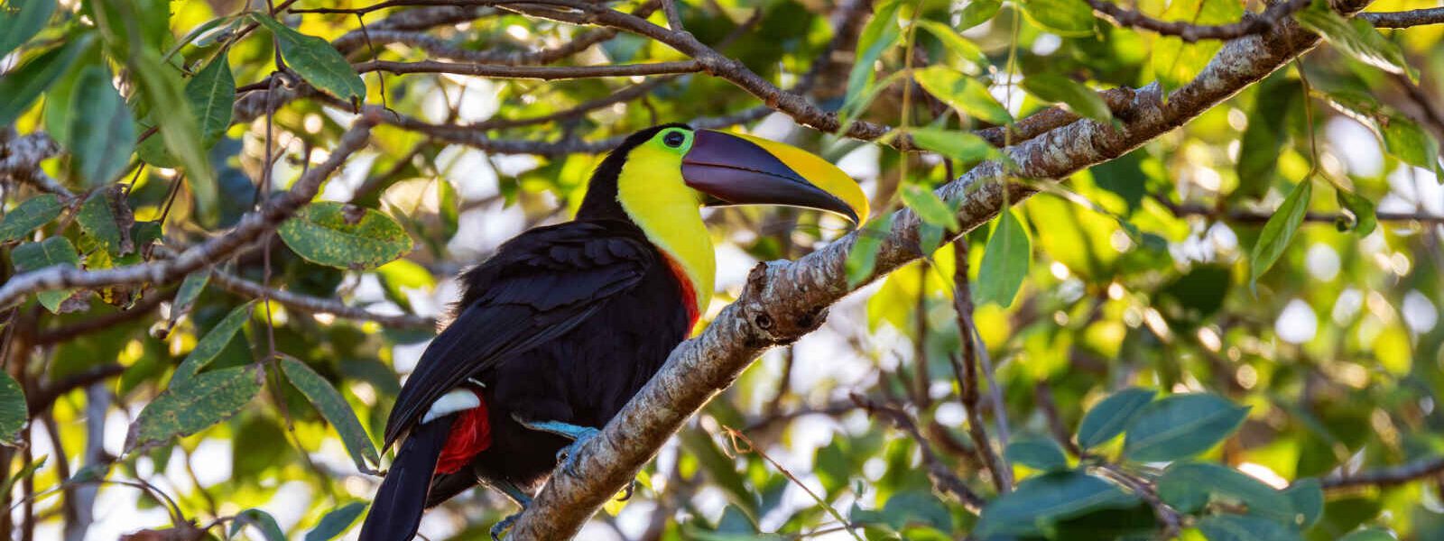 Toucan à gorge jaune, parc national de Tortuguero, Costa Rica
