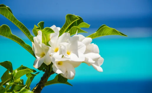 Fleur