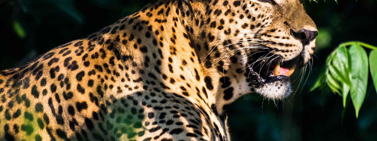 Parc National de Yala, Sri Lanka