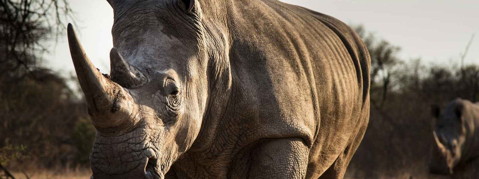 Rhinocéros, Parc National du Kruger, Afrique du Sud