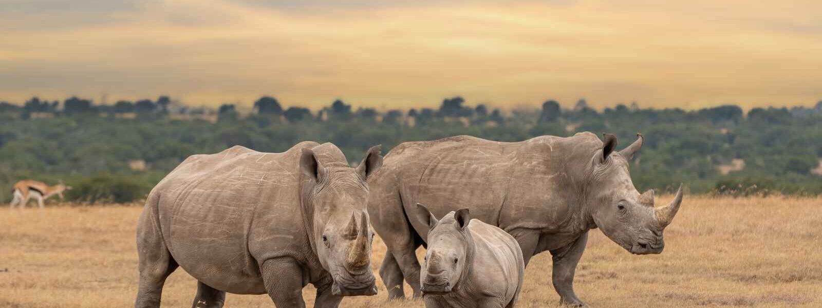 Famille de rhinocéros blancs, réserve de Samburu, Kenya