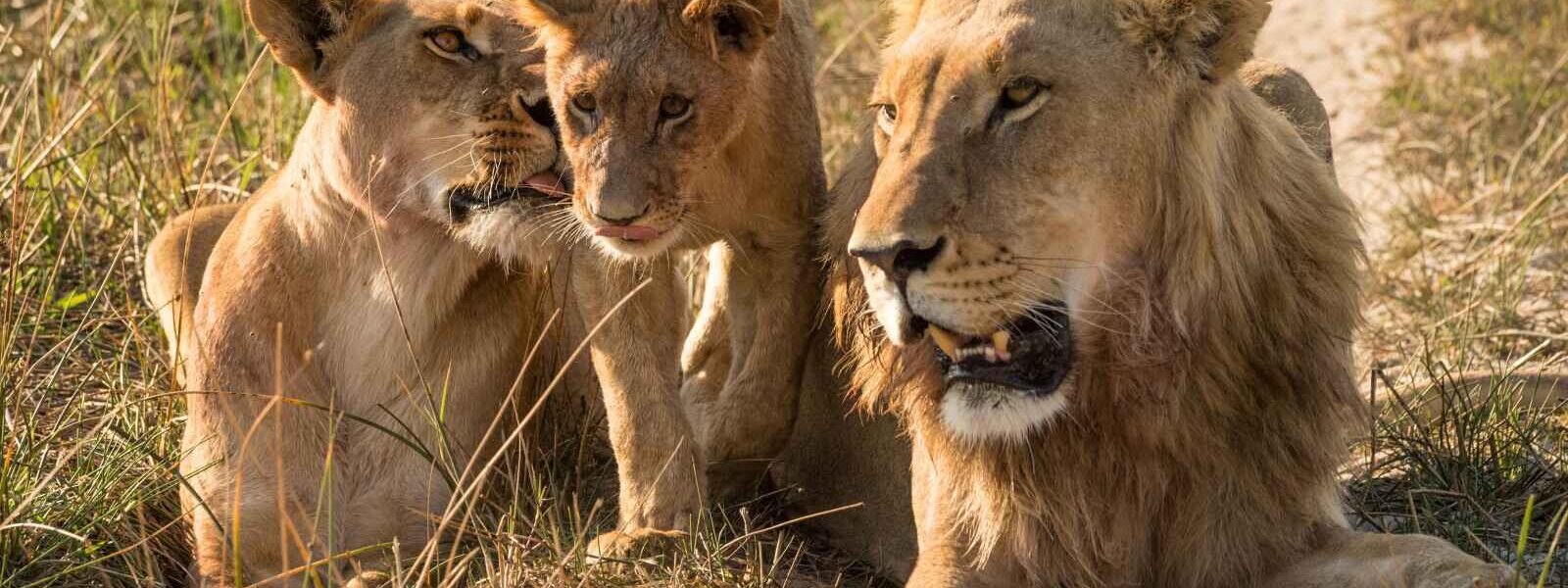 Famille de lions, Masai Mara, Kenya