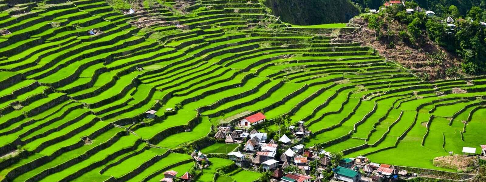 Rizières, Philippines