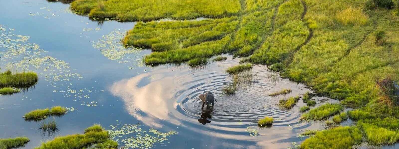 Éléphant, Bande de Caprivi, Namibie