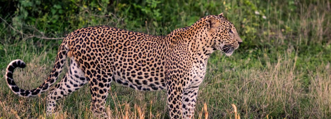 Léopard, Parc National de Yala, Sri Lanka