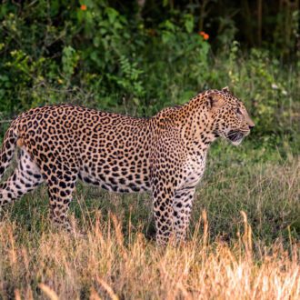 Léopard, Parc National de Yala, Sri Lanka