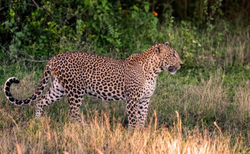 Léopard, Parc National de Yala, Sri Lanka