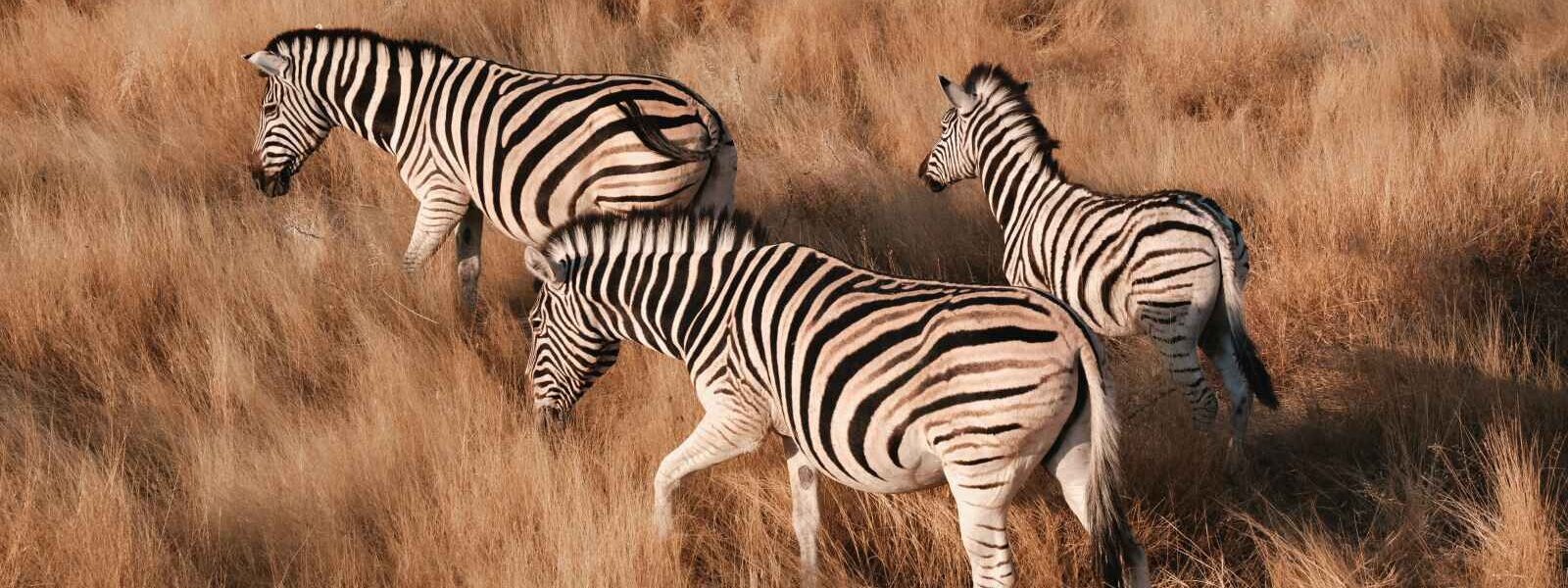Zèbres, Parc national d'Etosha, Namibie