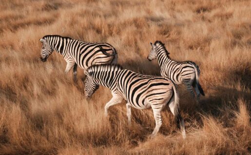 Zèbres, Parc national d'Etosha, Namibie