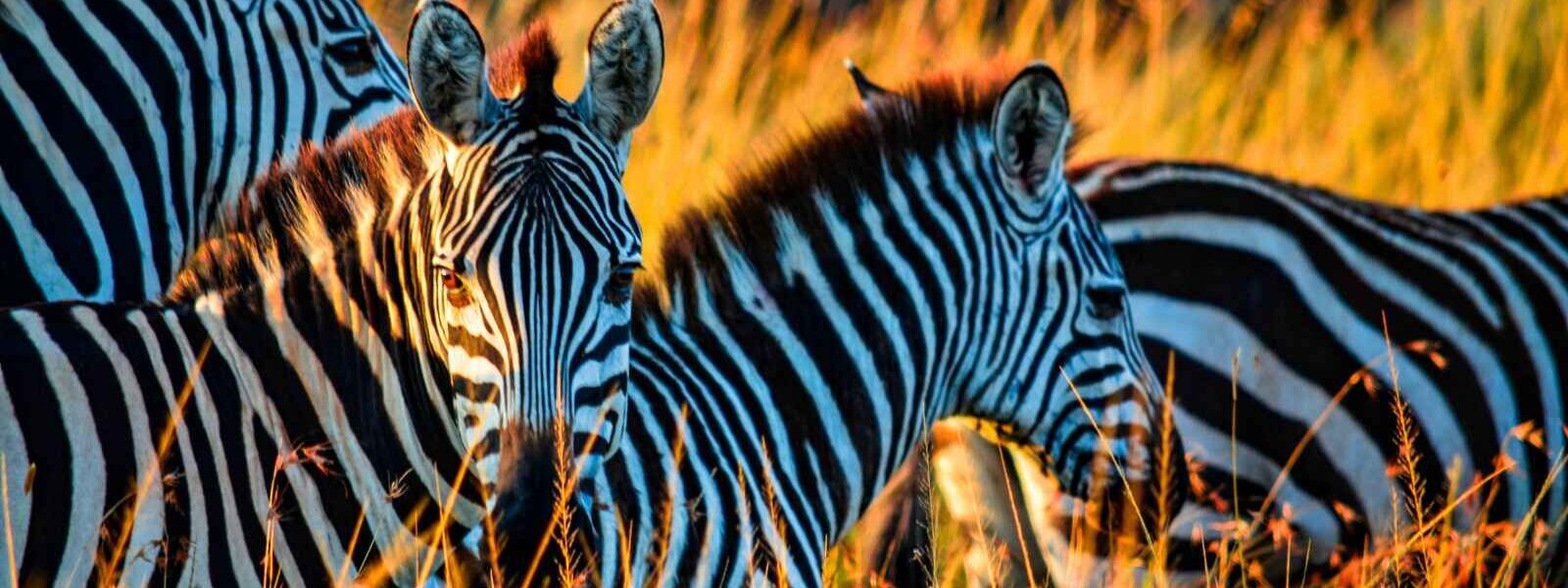 Zèbres, Masai Mara, Kenya