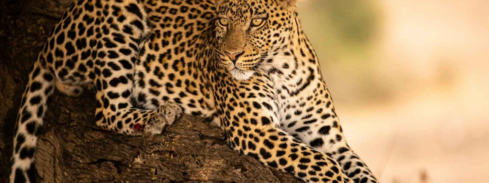 Léopard, Réserve de Moremi, Botswana