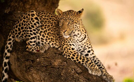 Léopard dans le parc national de Chobe, Botswana