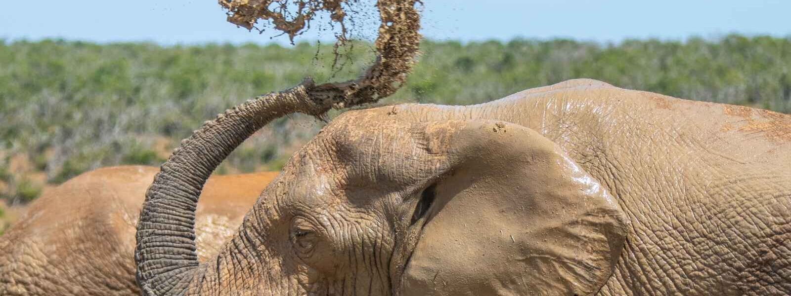 Éléphant, Parc National d'Addo, Afrique du Sud