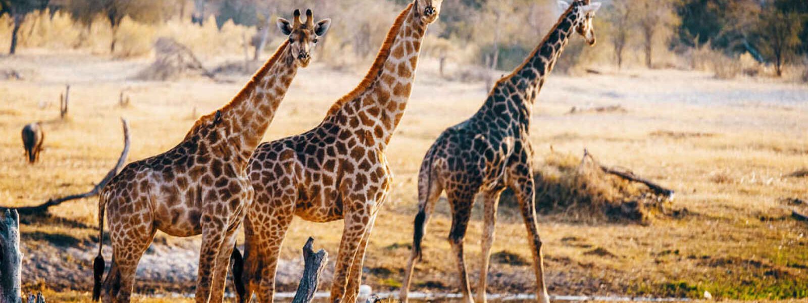 Girafes, Parc National de Saadani, Tanzanie