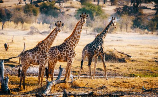 Girafes, Parc National de Saadani, Tanzanie
