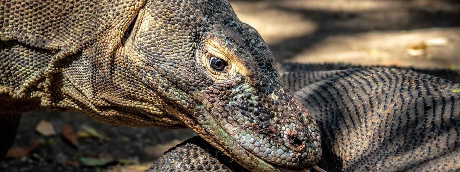 Dragons de Komodo, Indonésie