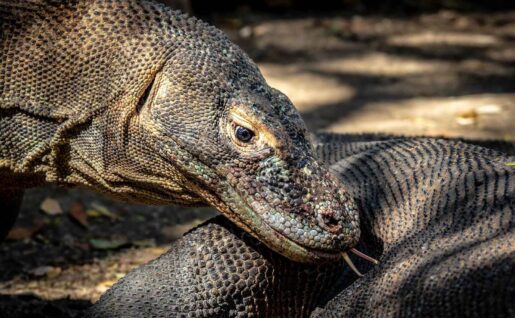 Dragons de Komodo, Indonésie