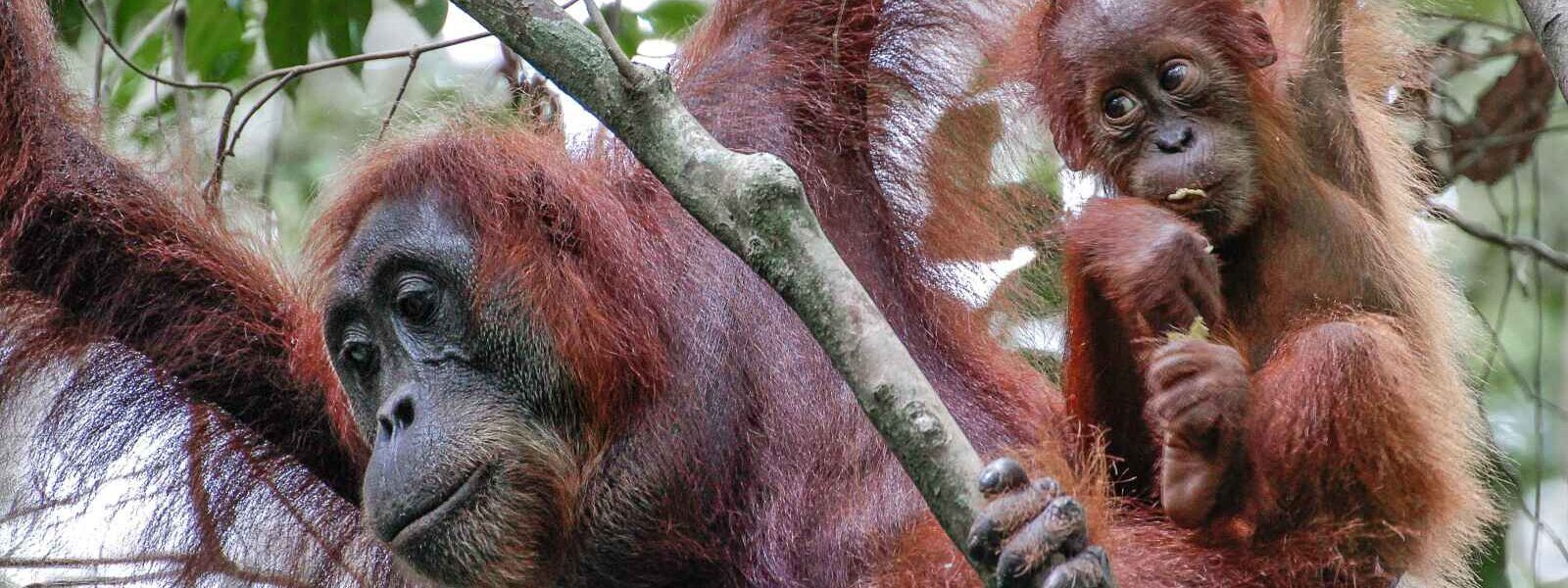 Orangs outans, Bukit Lawang, Sumatra, Indonésie