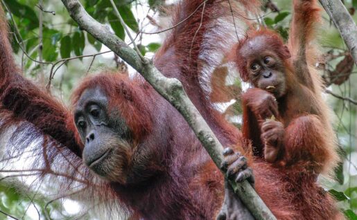Orangs outans, Bukit Lawang, Sumatra, Indonésie