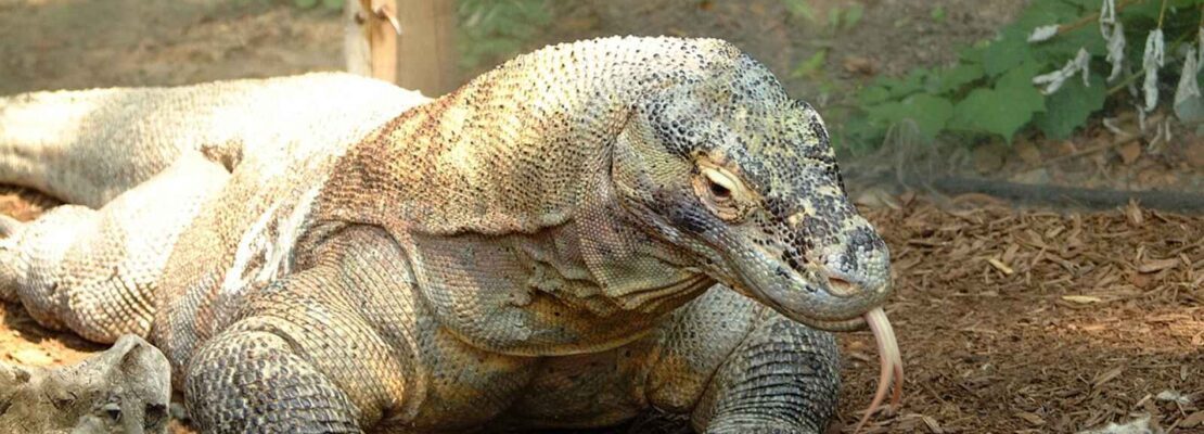 Dragons de Komodo, Indonésie