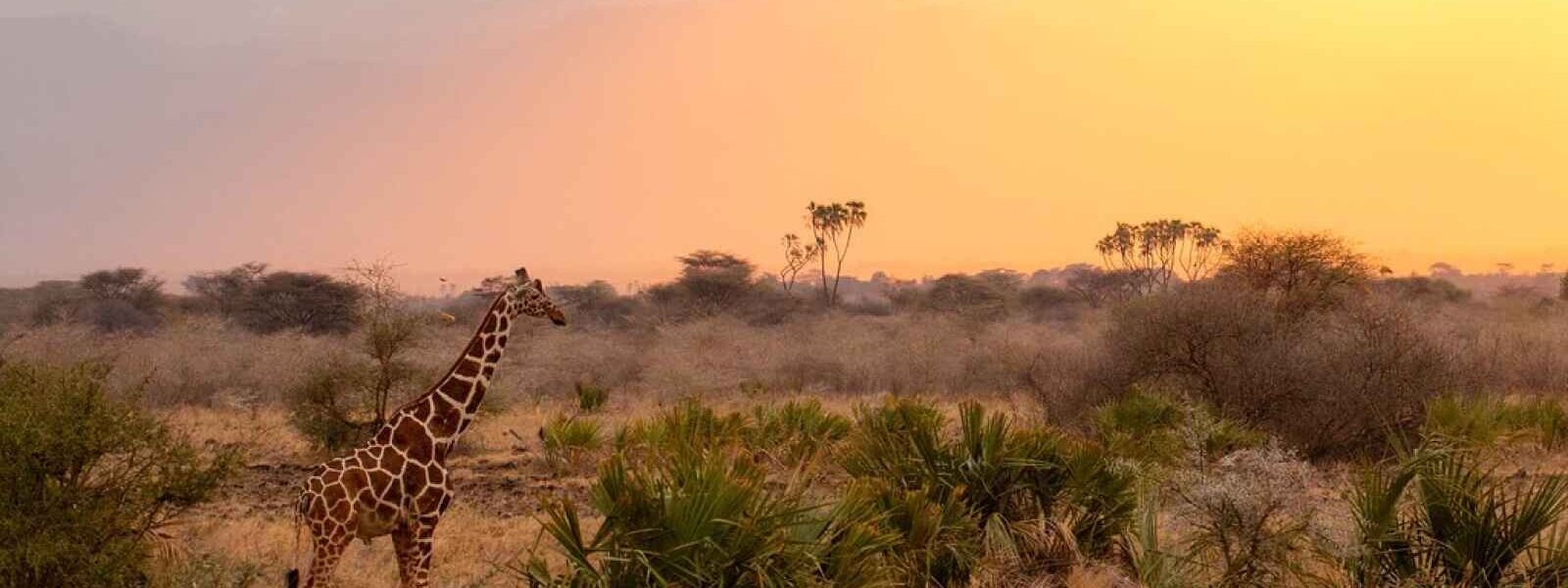 Girafe, Parc national d'Aberdare, Kenya