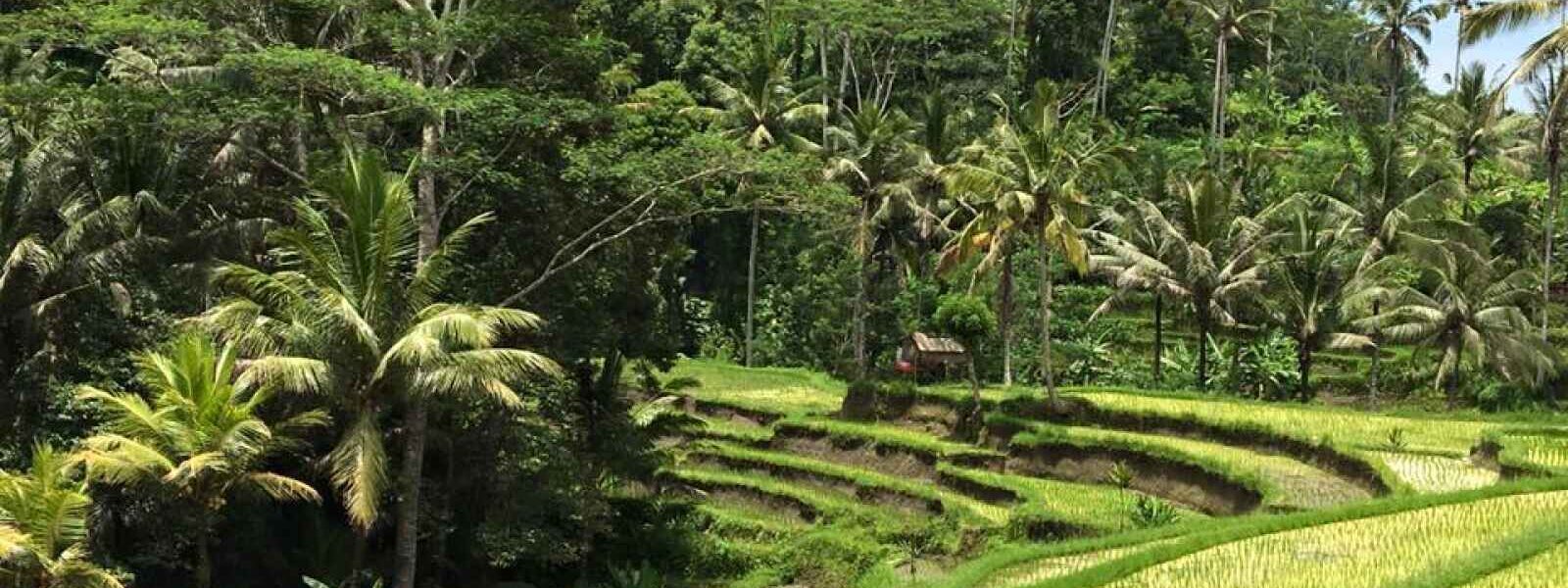 Rizières, Bali, Indonésie